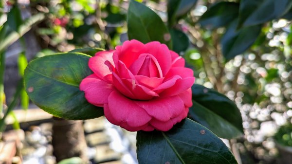 汐止康誥坑溪櫻花2405580