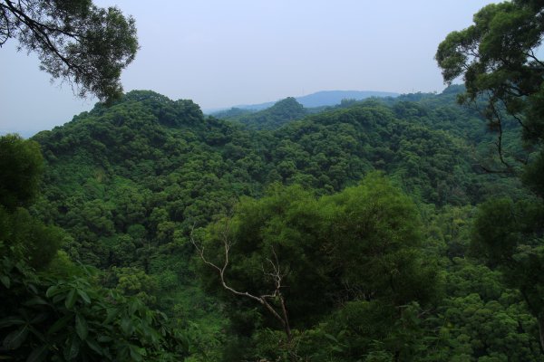 田中麒麟山森林步道 20190913691122