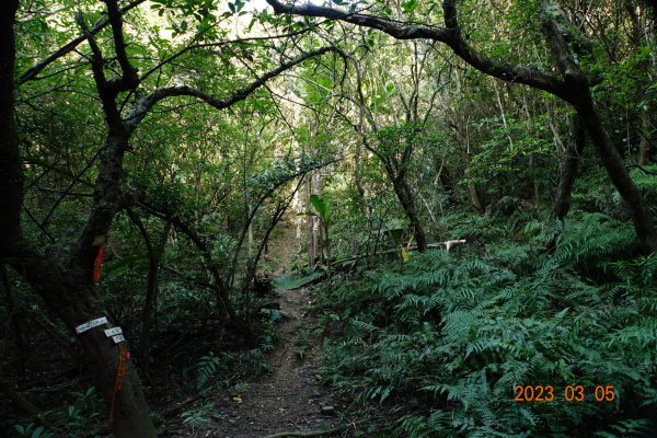 新北 貢寮 和美山(蚊子坑山)2057471