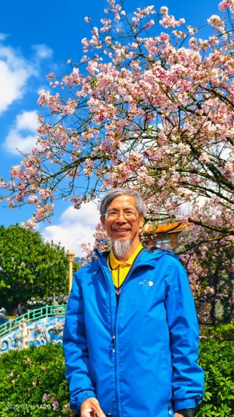 #綠繡眼 訪花 #吉野櫻 #天元宮 #楓樹湖 03162736706