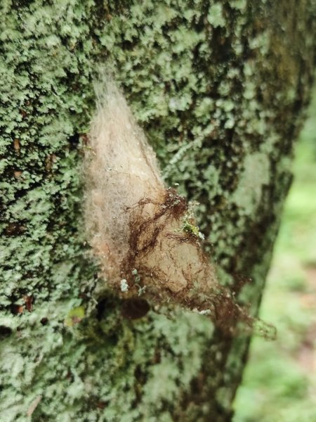 貢大縱走（新北貢寮-宜蘭大溪）2890347