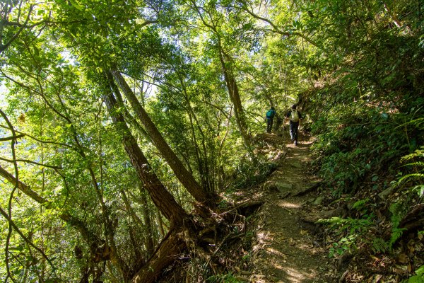 谷關七雄(老么)唐麻丹山/蝴蝶谷1774241