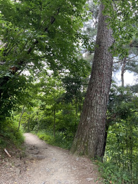 2025_0524 司馬庫斯神木群步道2797193