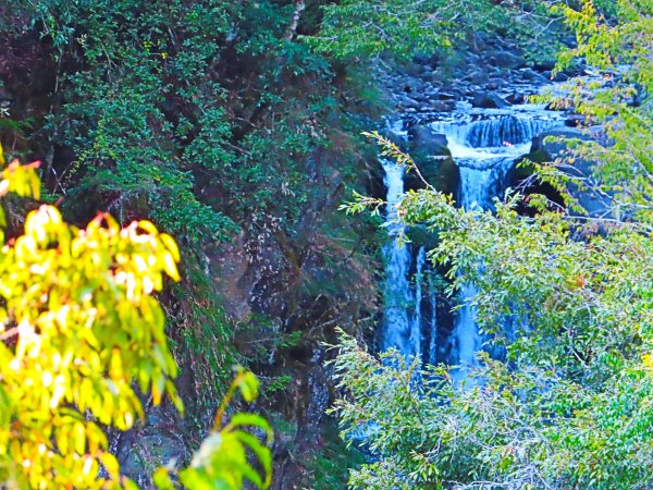 如童話般的森林步道-武陵桃山瀑布步道1190814