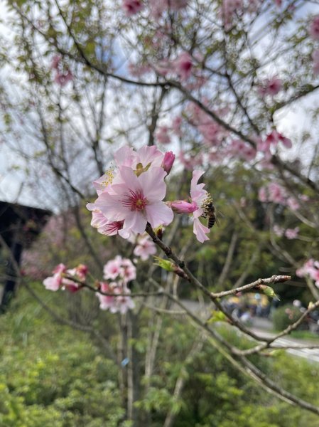 鱷魚頭景觀步道2729205