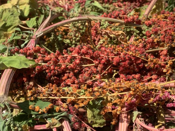 20250531屏東虻彈山東峰2803176