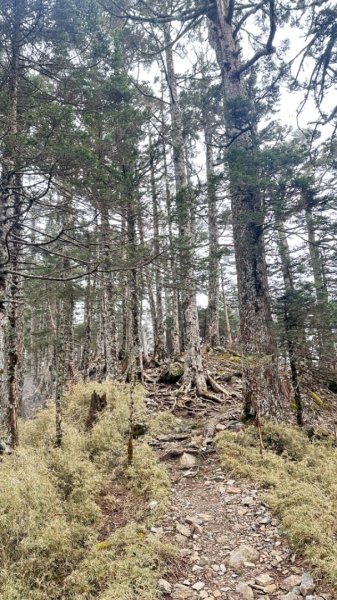 東埔-排雲-玉山西峰-玉山主峰2753142