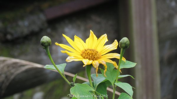 《苗栗》台鐵舊山線｜三義勝興鐵道覓境及挑柴古道O繞202501192693557