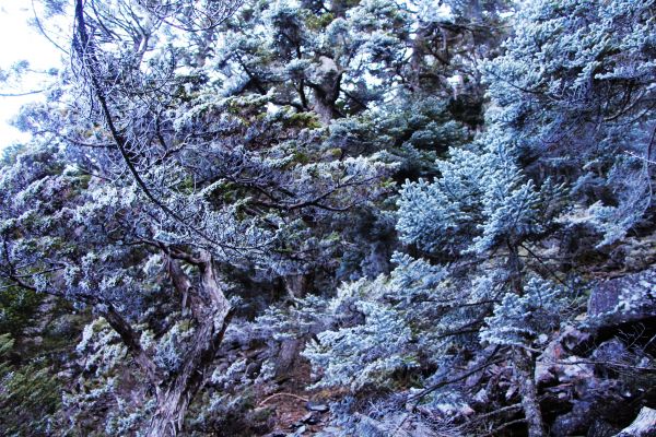 玉山  風雪後 , 另一番美景 !224516