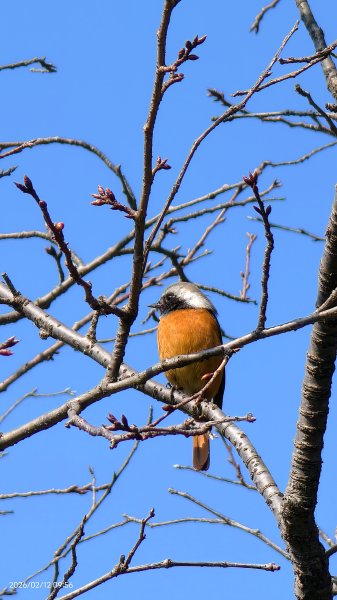 #河津櫻 #八重櫻 #山櫻花 #黃尾鴝 #綠繡眼 #夕陽 2/122997672