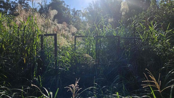 20251124綠峰山莊到天籟-大孔尾步道-南勢湖步道2944097