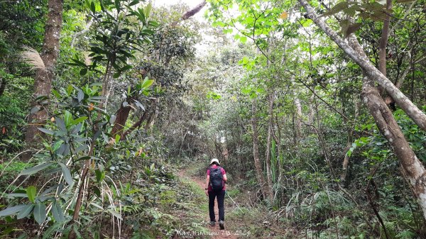 《苗栗》茶園古道｜三義登三義山慈濟山（三通嶺啟登）202404052472140