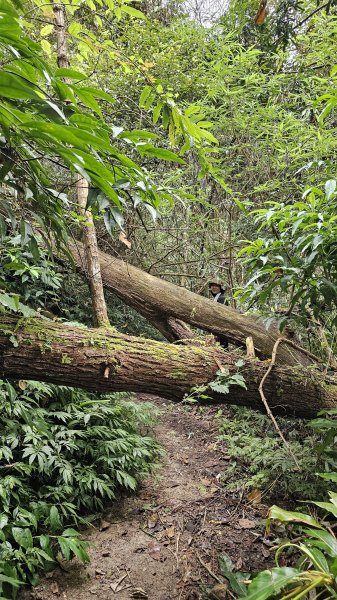 【登頂小百岳；見證九二一】解鎖第57座小百岳，編號047九份二山 🏔️2952090