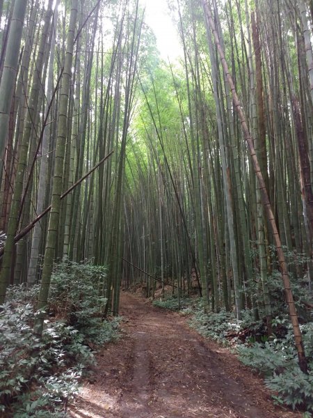 大凍山/霹靂山/雲之道/櫻之道696959