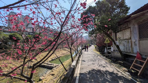 汐止康誥坑溪櫻花2405568