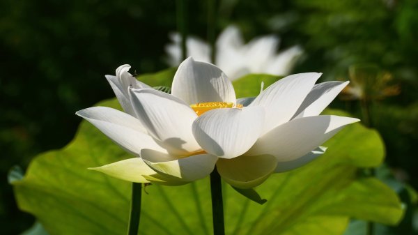 三角蜻蜓3076519