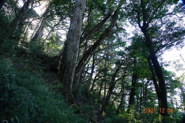 新竹 尖石 養老山、基那吉山1538979