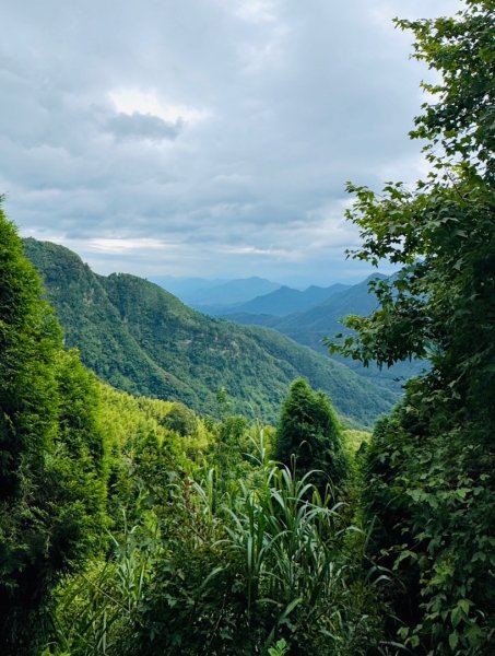 大崙山茶區山頭/民眾坪山 貓冬望山 大崙頭山 樟空倫山3101537