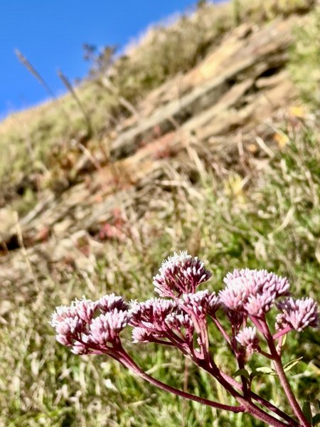 合歡東峰散步趣  2025.10.152923077