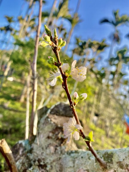 阿拔泉山稜線步道順走大巃頂獨立山O形    2022/3/51630993