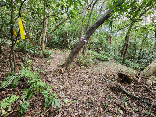 20241229界寮縱走下汐止2721706