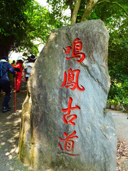 苗栗獅潭-鳴鳳古道群賞桐趣327117