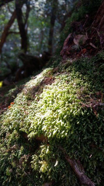 2020.03.08塔曼山872661