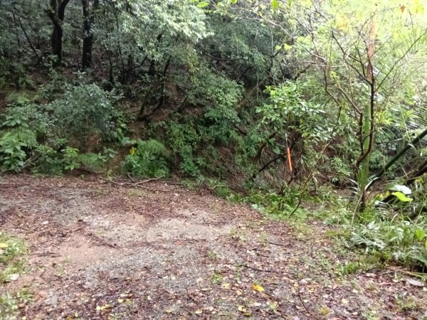 雙溪區中坑橋+中坑西山尾稜+中坑西山+內盤山坑古道+中坑橋O型2929516