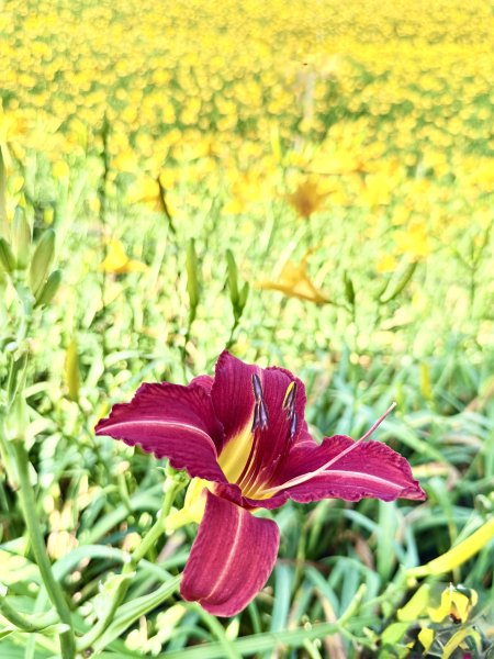 虎山巖賞金針花順撿基石    2025.5.142789457