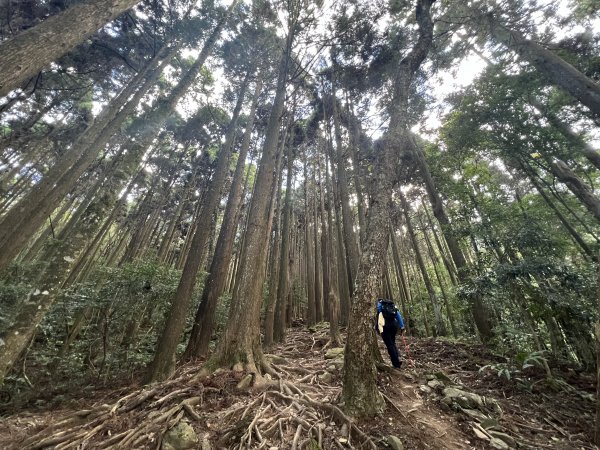 加里山 大坪登山口 杜鵑嶺 加里山P形1900972