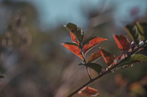 寶山水庫環湖步道（西北、西、東峰）2986763