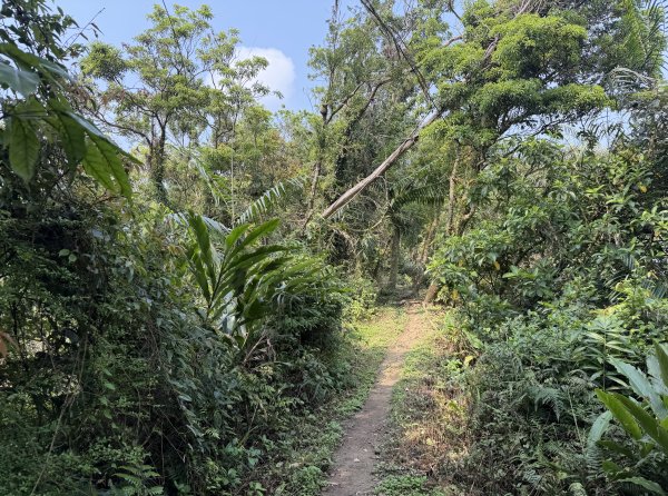 [微笑山線_第八段] 2026_0411 二格山系_筆架山北峰3035116