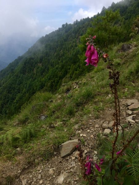 麟趾山388530