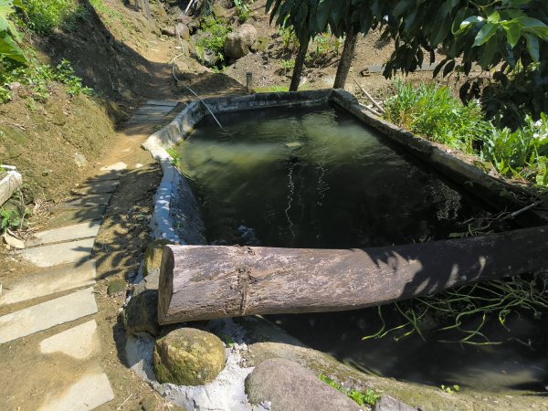 20250913微笑山線：【天上山系】望月亭桐花段2883455