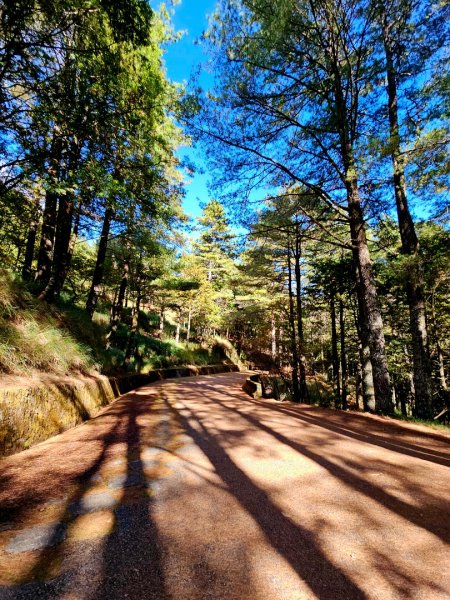 大雪山神木步道2962644
