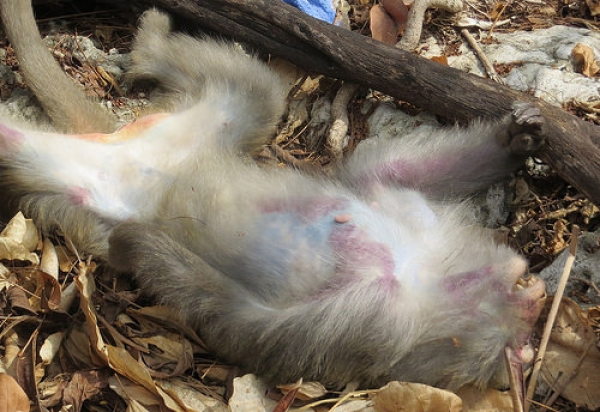 【新聞】3個月3隻獼猴遭毒害 壽管處追查毒餌來源