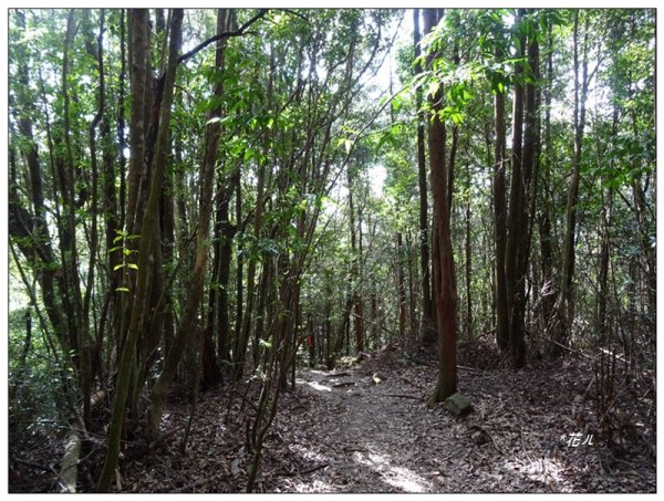 屋我尾山 北登山口 (大雪山林道31.3K)2985528