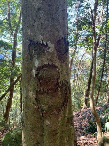 南庄鵝公髻山東河線2970571