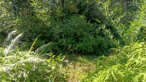 基隆市暖暖車站-暖壽山-暖東苗圃-頂寮山-清法戰爭砲台遺址-碇內3091348