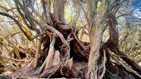 🌈11/9(日)高島縱走~高台山連走島田山山徑✨FB：熊熊趴爬走🌈2932496