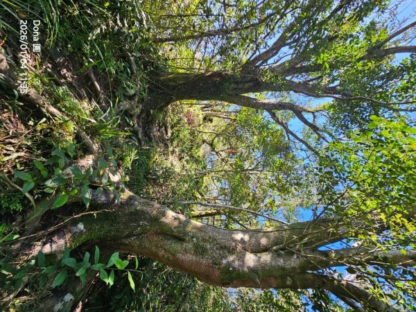 20260104源茂山.源茂山西峰.和尚髻山O走+親水觀魚步道2977725