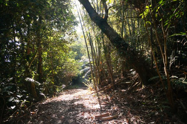 西阿里關山步道2011214