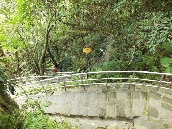 白鷺鷥山12981