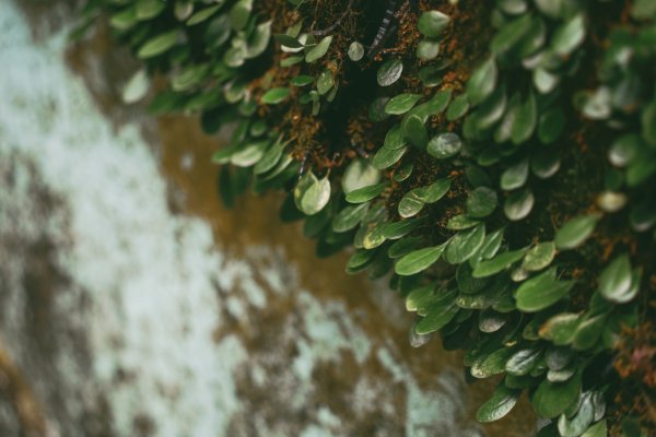 劍潭山 老地方2669520