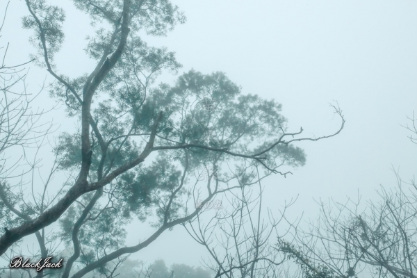 三義霧の森260926