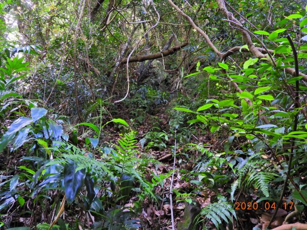 桃園 復興 美腿山、竹頭角山920923