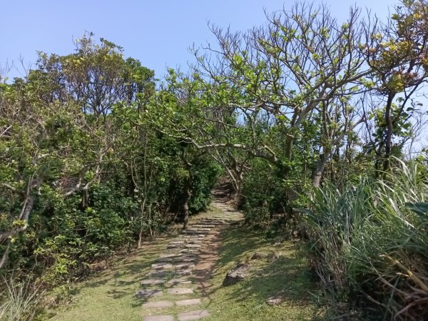 貢寮區龍洞灣岬步道+大禮堂海岸+釣客小徑+金沙灣碉堡野百合2765121