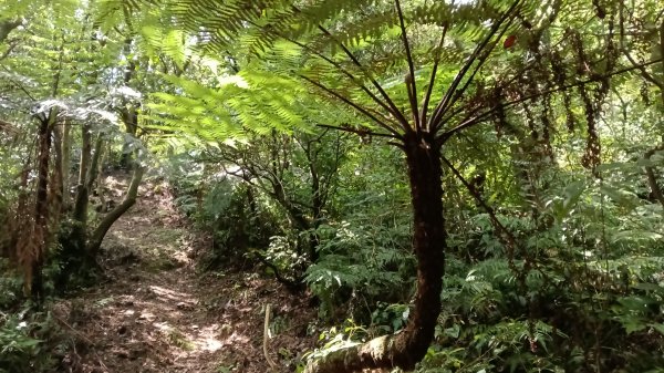 平溪區上天福安宮-粗坑頭崙-五分山西峰-五分山步道去回3088412
