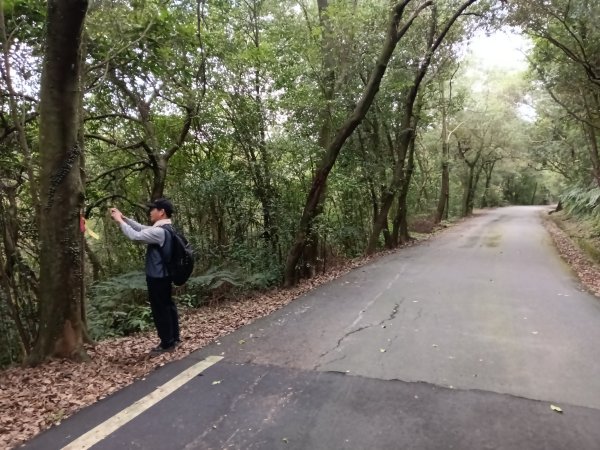 基隆市三層山+湳子大崙+淡基橫斷古道+面桶寮土地公2982270