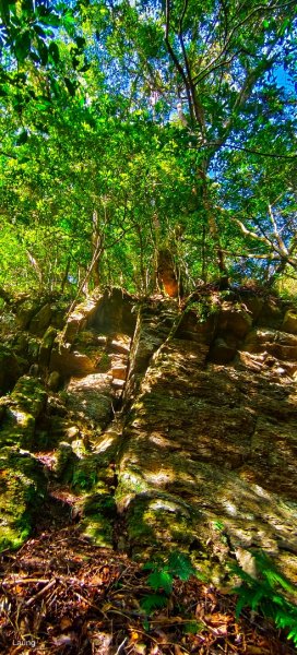 111.12.18 虎山-加里山-虎山（虎加虎縱走）1958934